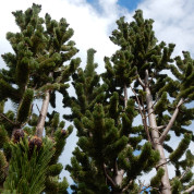 pinus aristata